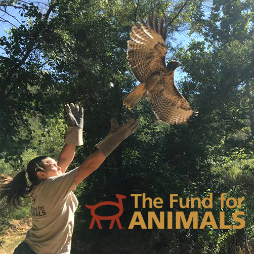 TheFundforAnimalsHawk LOGO.jpg