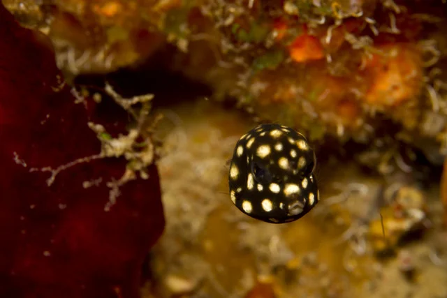 Smooth Trunkfish (post-larval stage) Photo by Ktuli Photography