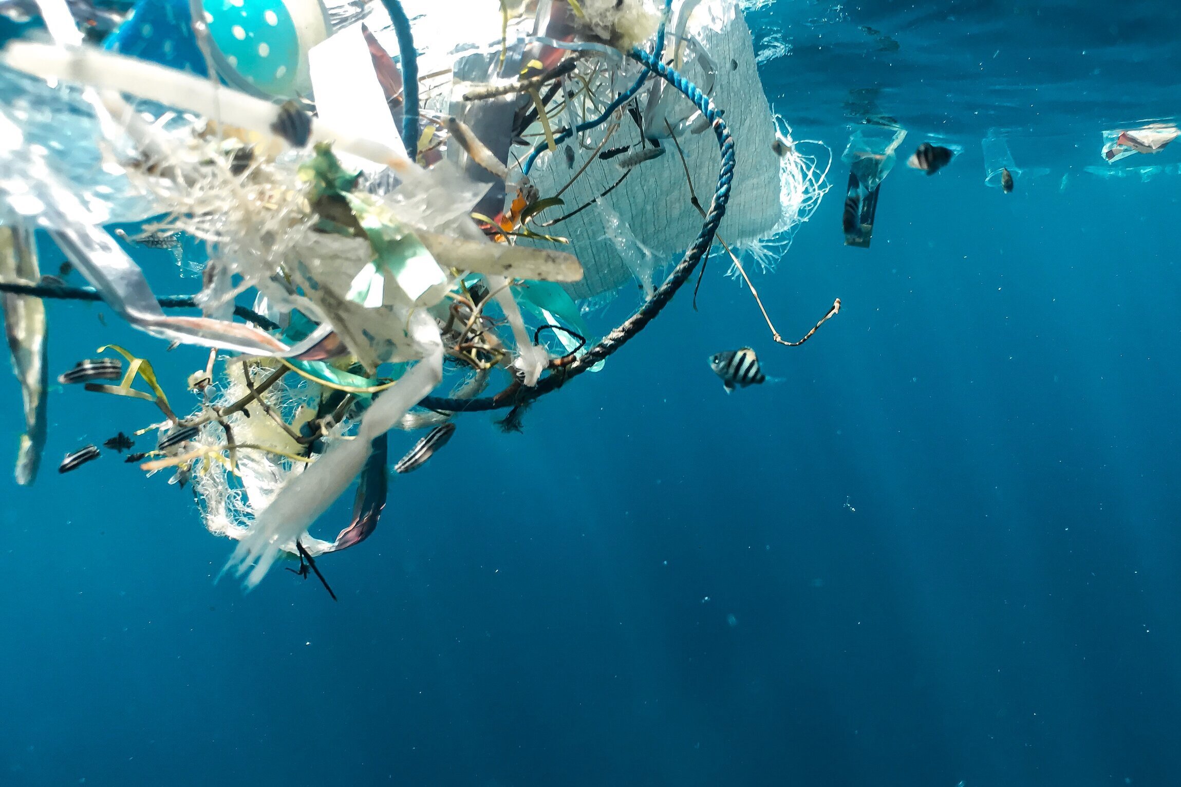 How do single-use plastics impact sea life? — Sea Going Green