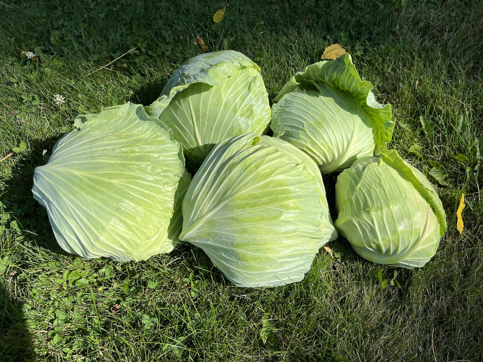 2022-cabbage.jpg