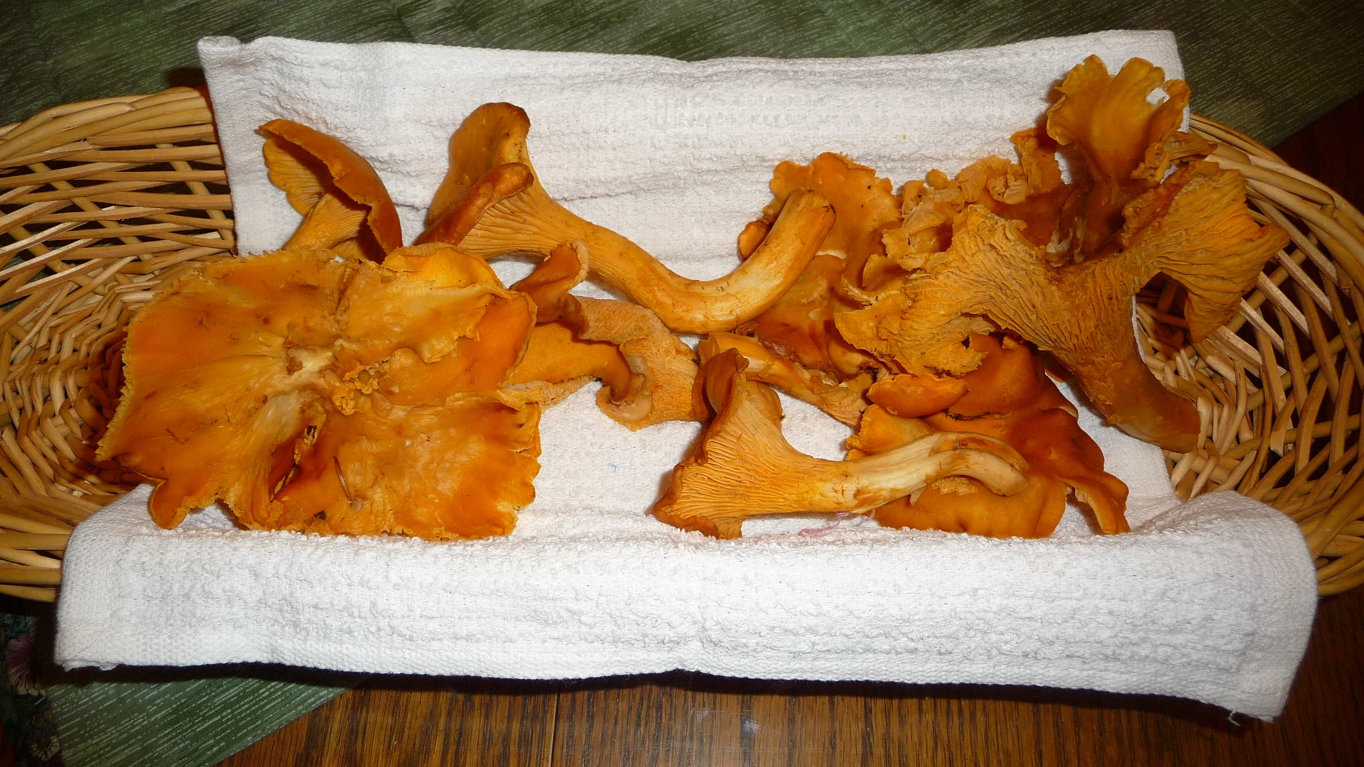 mushroom-Chanterelles-5.jpg