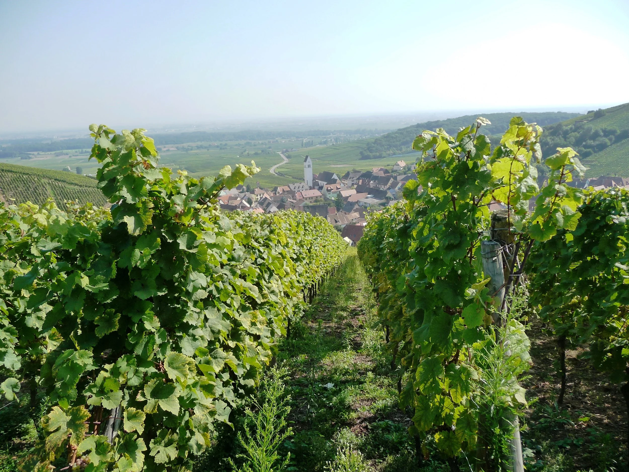 Katzenthal-grapes.jpg