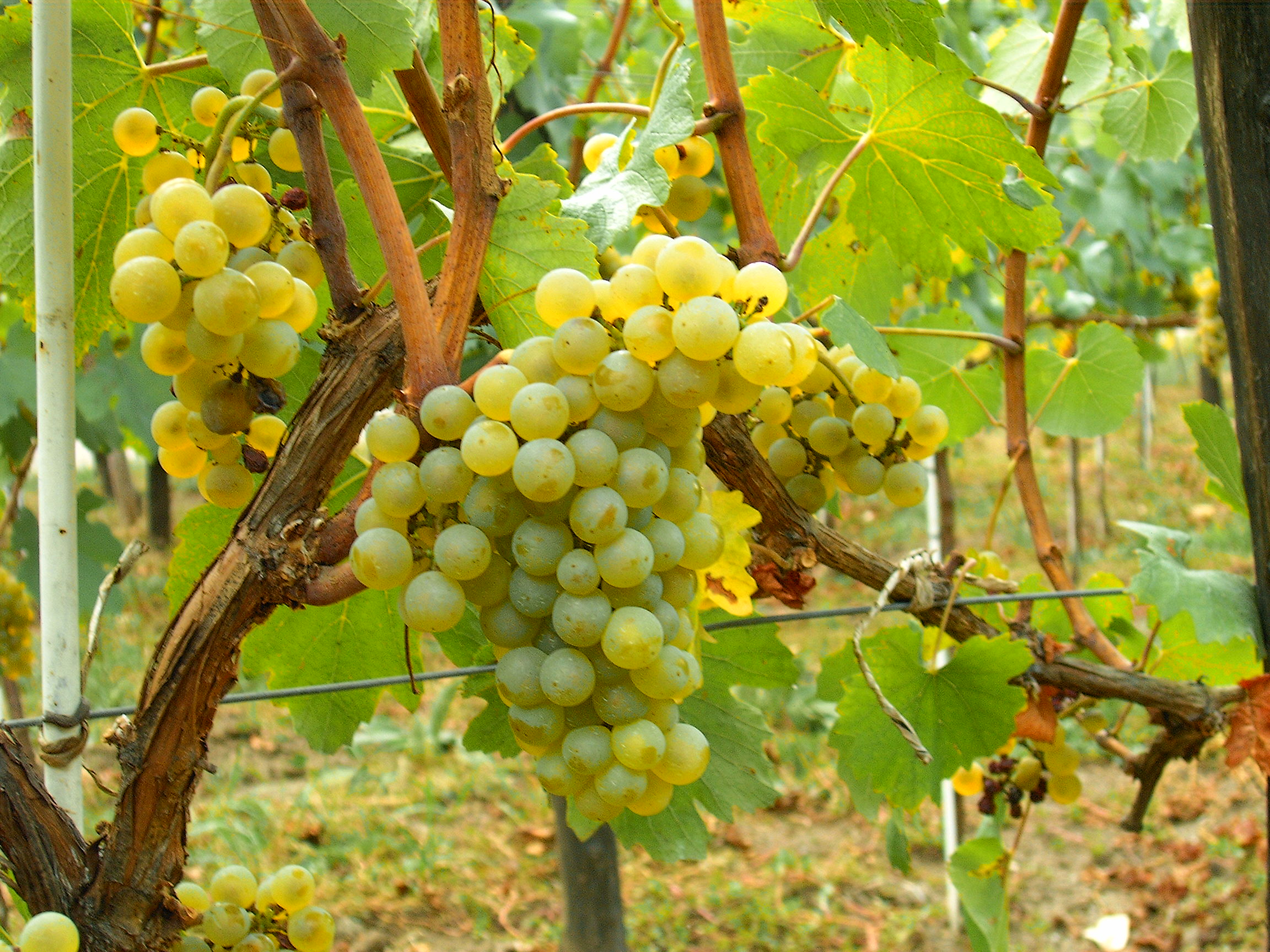 2-13-15-wine-column-Chardonnay-Moldova.-Courtesy-of-wikimedia..jpg