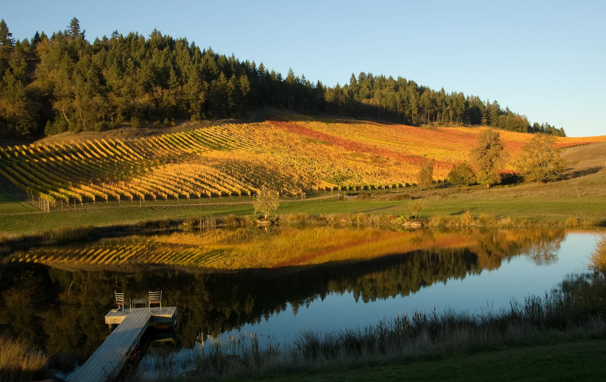 Reustle-vineyard.jpg