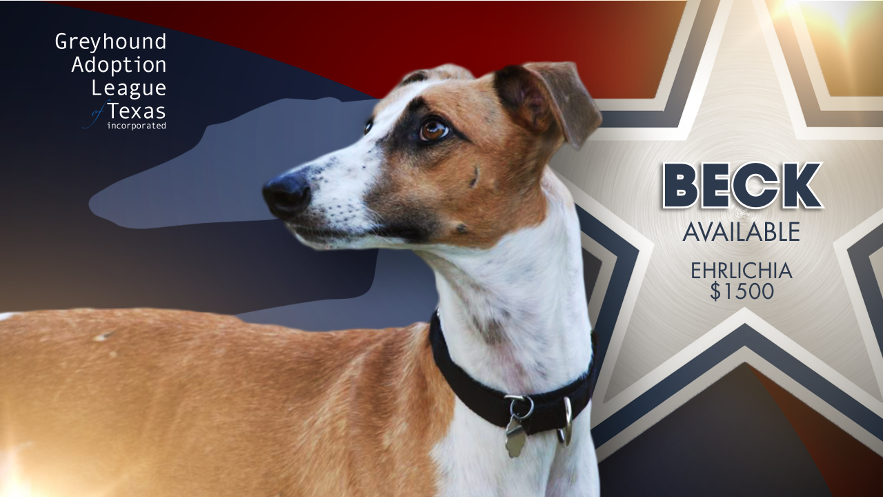 Greyhound Adoption League of Texas - Injured Reserve Greyhound with medical needs.