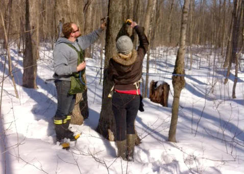 Journey_of_a_drop_of_sap_hooversmaple.jpg