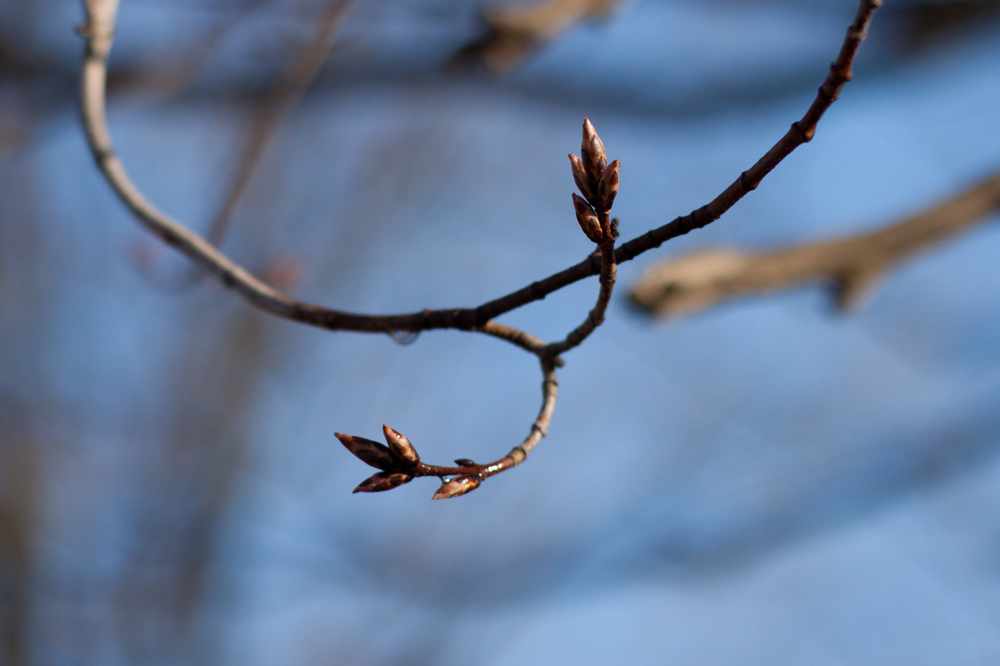 End of the Maple Syrup Season, the buds have "popped".