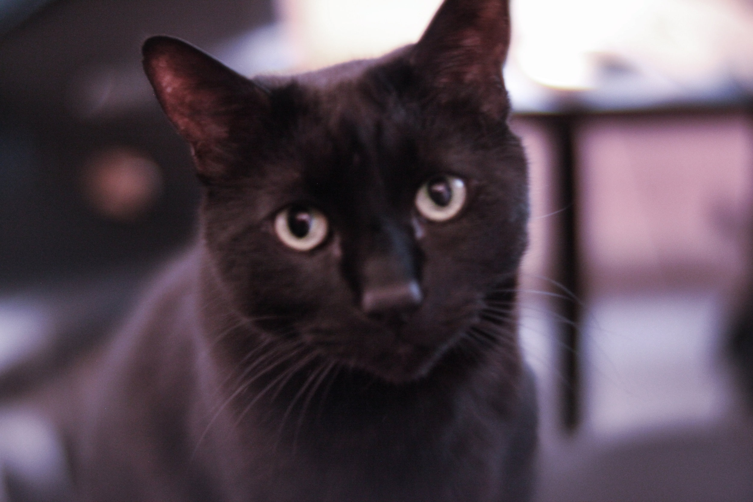 Purple Film Dreamy.jpg