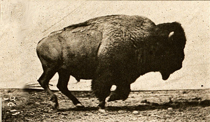buffalo.gif