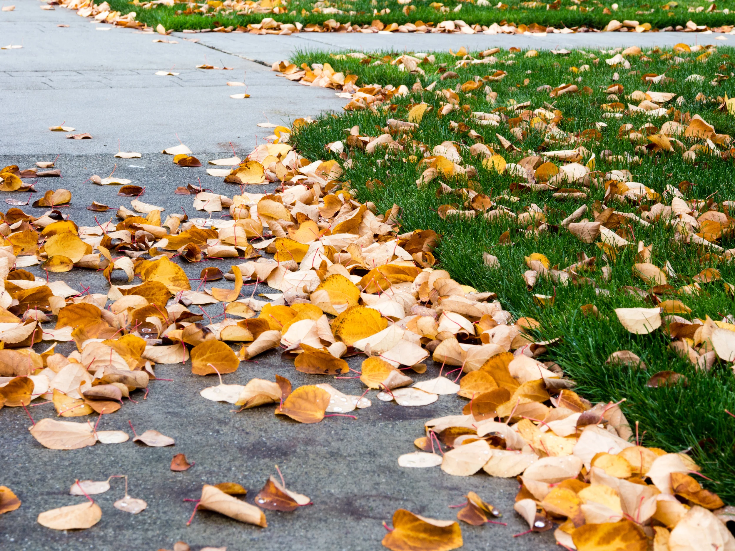 4 Landscape Maintenance Tips for the Early Winter in Bethlehem, PA