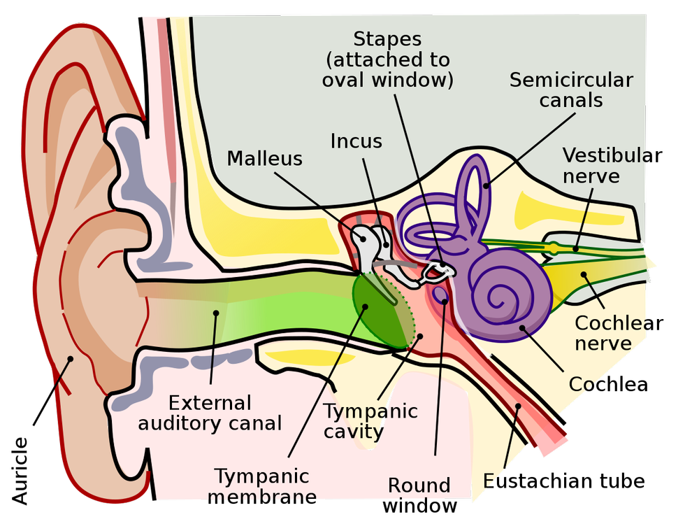 What is a Soundscape? (Definition and Science of Hearing) — Acoustic Nature