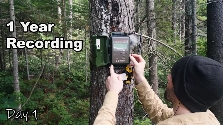 Recorded Sounds to Attract Birds: Proven Tips to Lure Them Fast