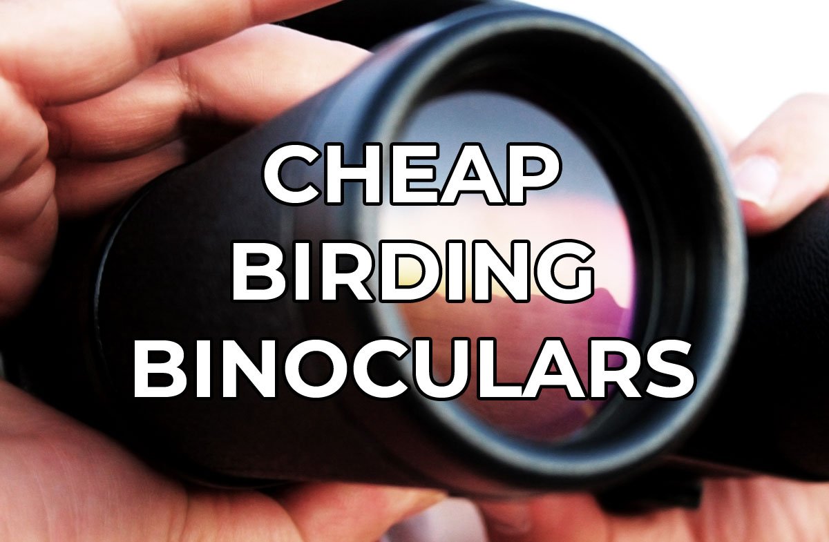 High-Quality Binoculars for Birdwatching A Comprehensive Guide