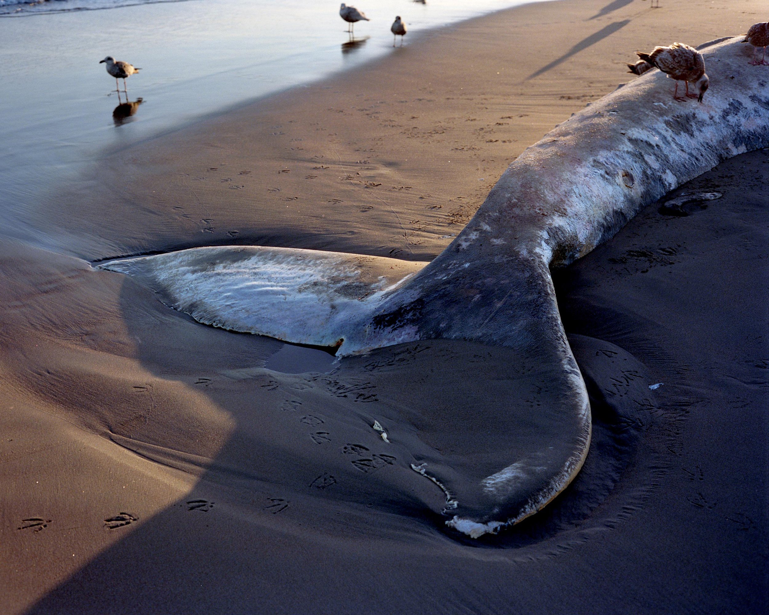 Austin_Schermerhorn_Whale_Fluke.jpg