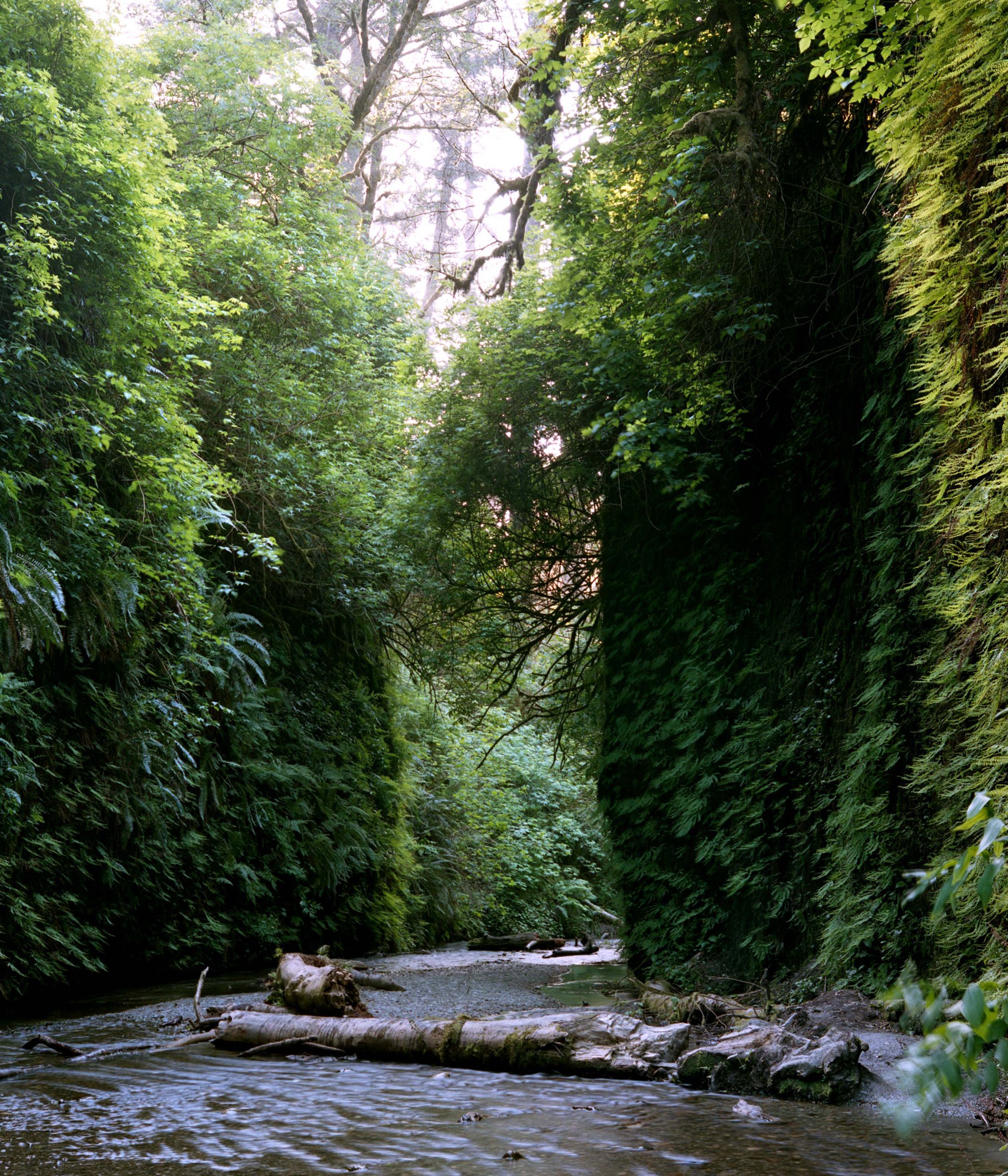 Austin_Schermerhorn_Fern_Canyon.jpg