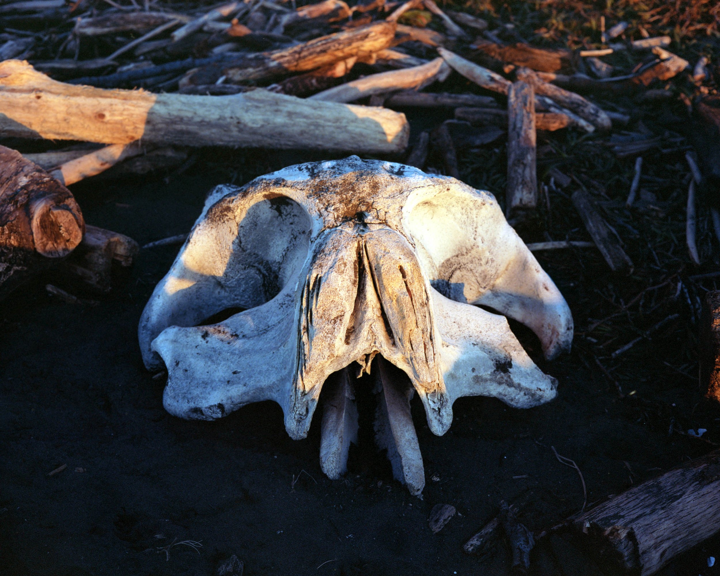 Austin_Schermerhorn_Whale_Skull.jpg