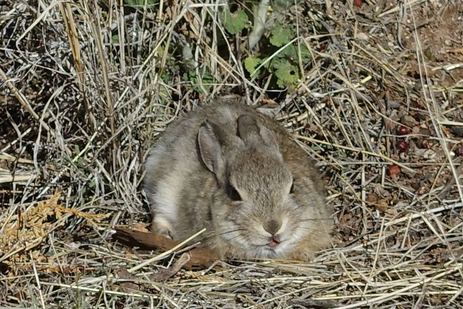 Spring Babies