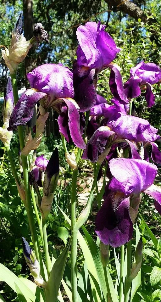 Gardens at Harry's Roadhouse