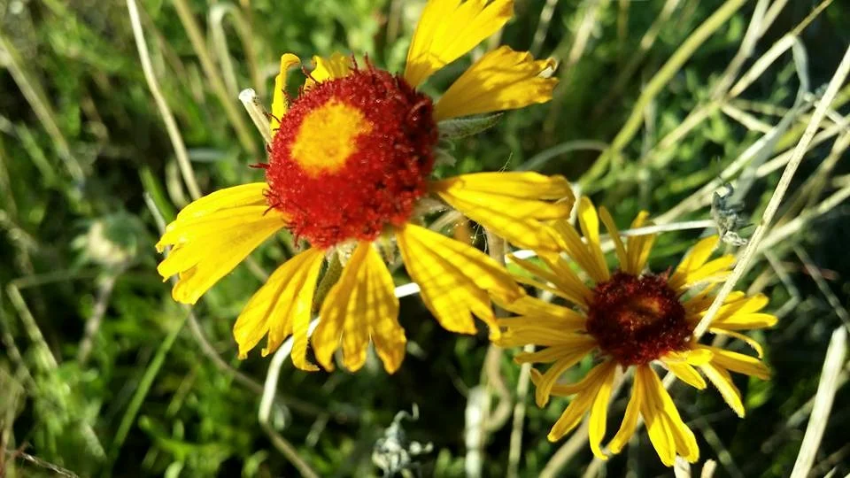 Rains Brought Out the Wildflowers
