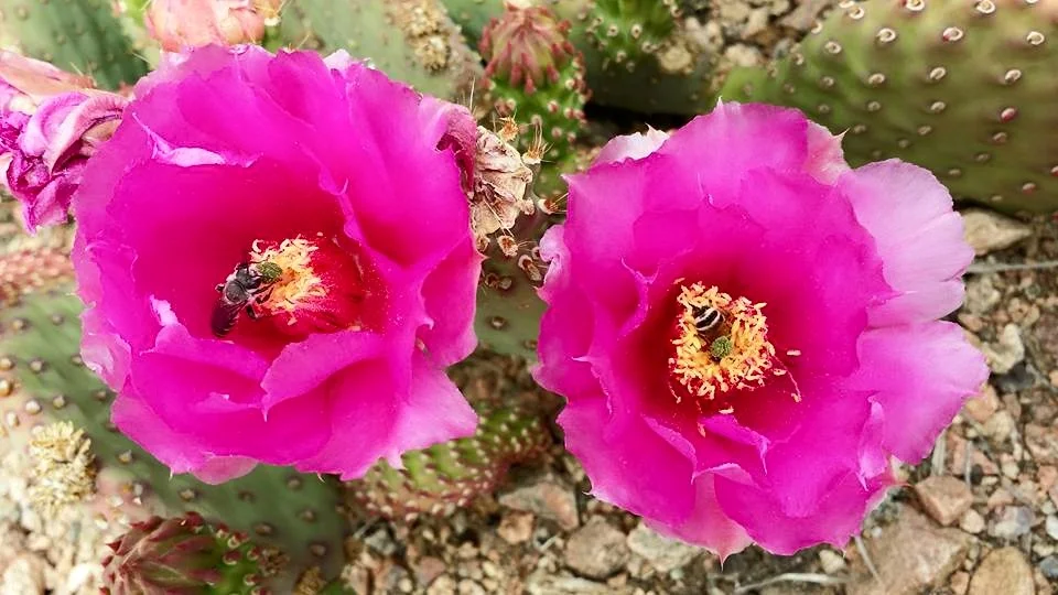 La Tienda Cactus Gardens