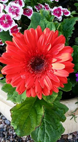 Wildflowers on Morning Walk