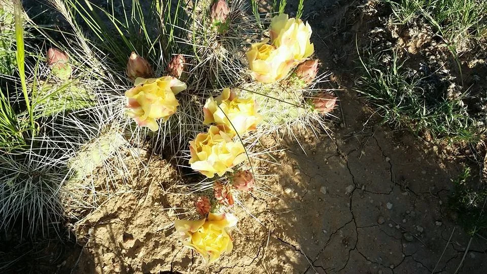 Wildflowers on Morning Walk