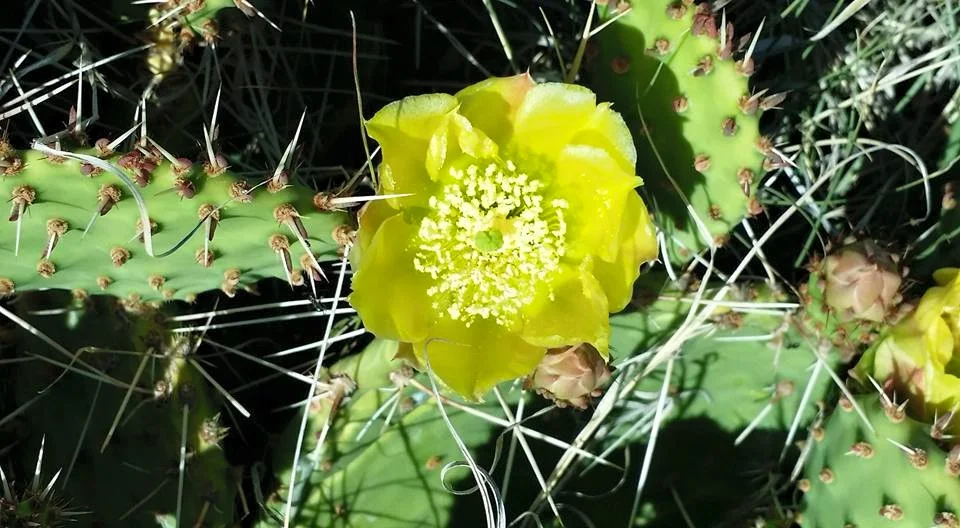 Cactus Blossoms on Morning Walk
