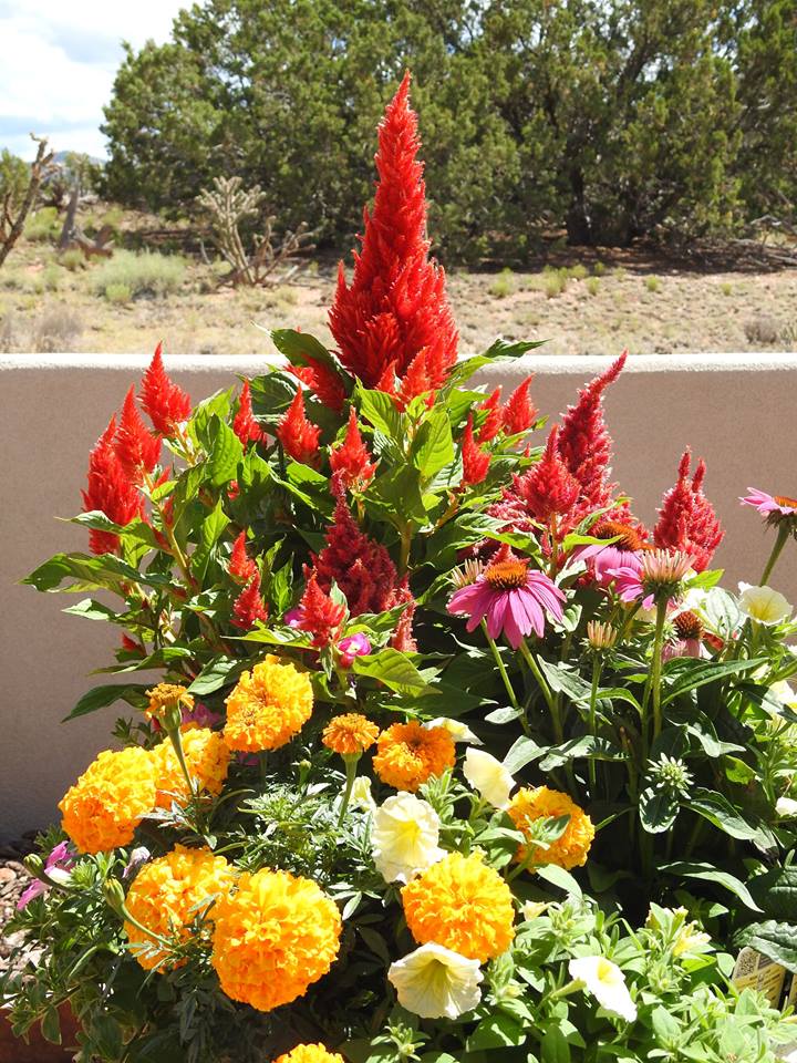 Courtyard Flowers