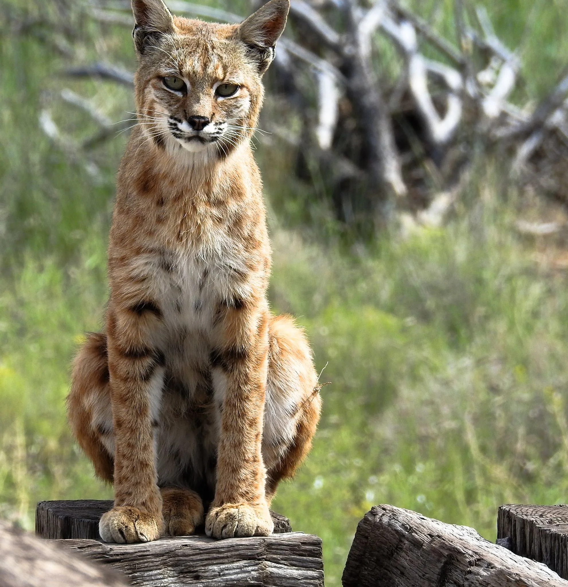 Lynx With Kittens
