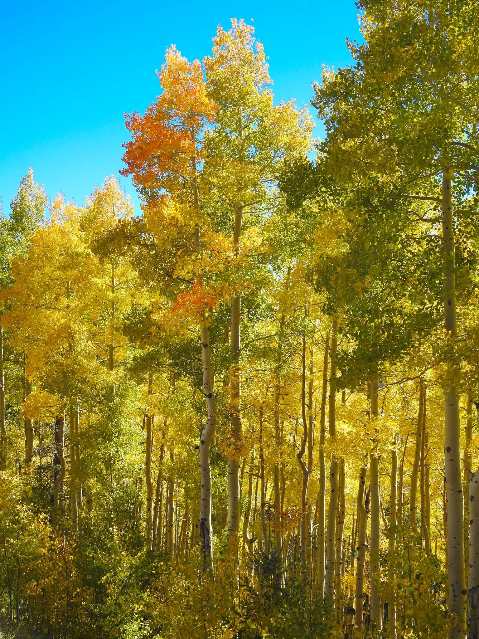 Santa Fe Ski Fall Colors 2016