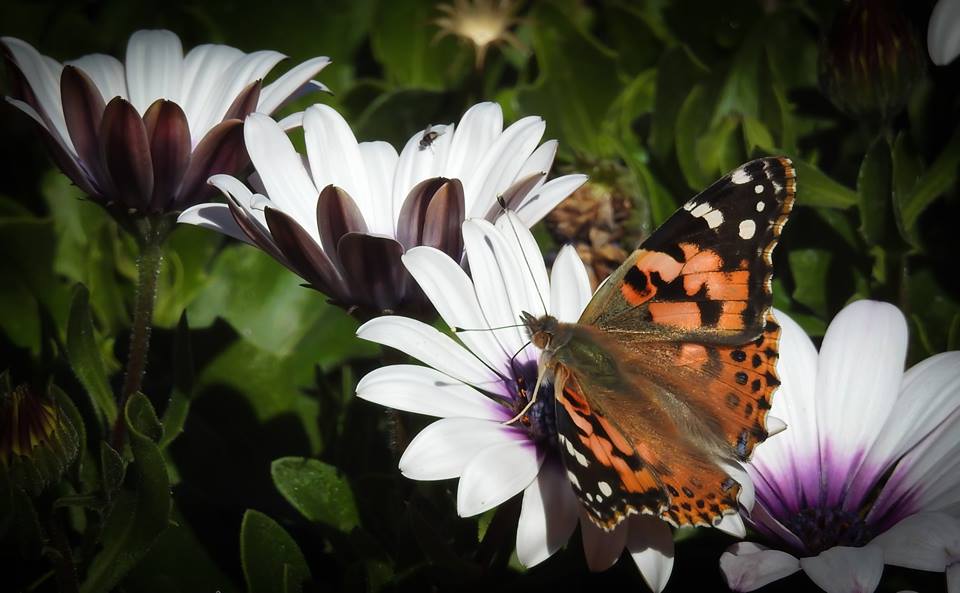Butterflies Are Still Visiting