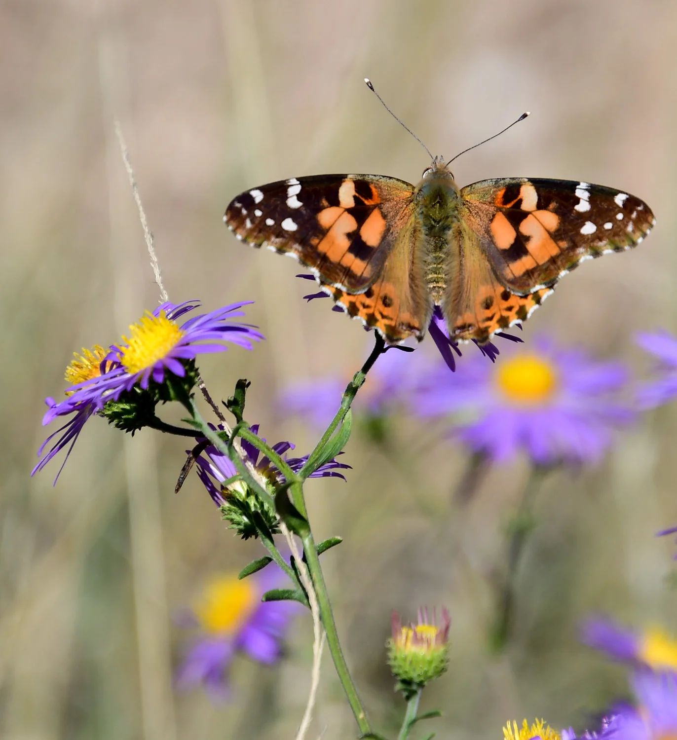 Painted Lady Butterflies on Purple Aster