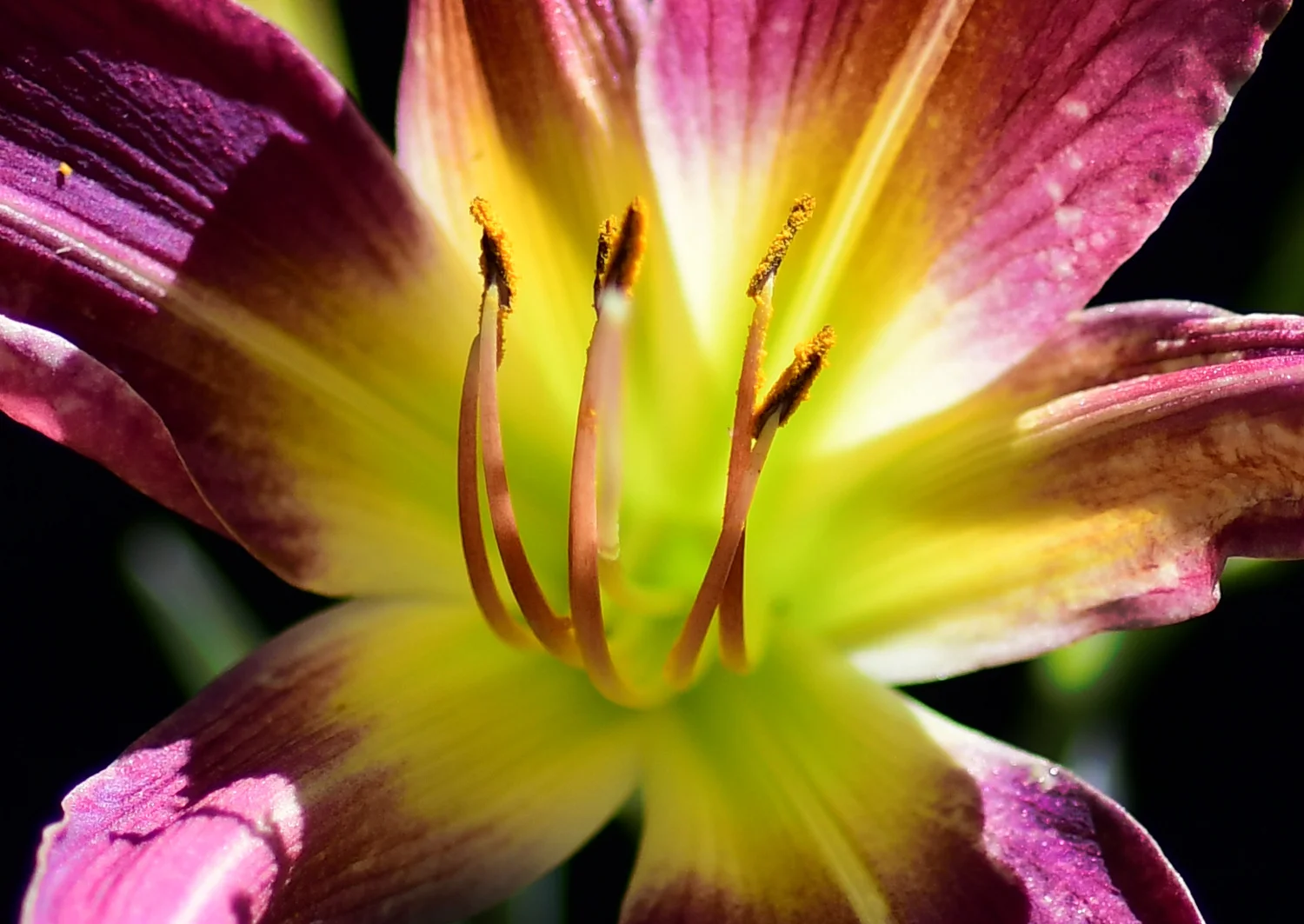 Daylilies and Rio Dipladenia