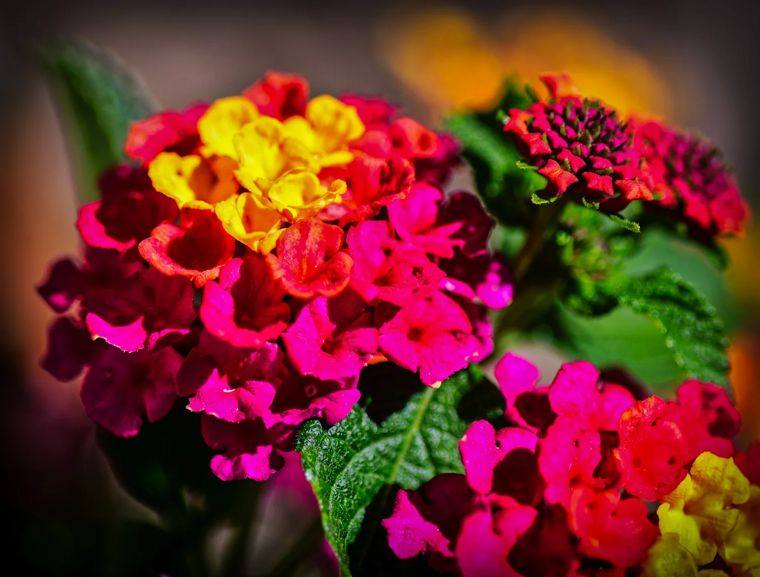 Lantana