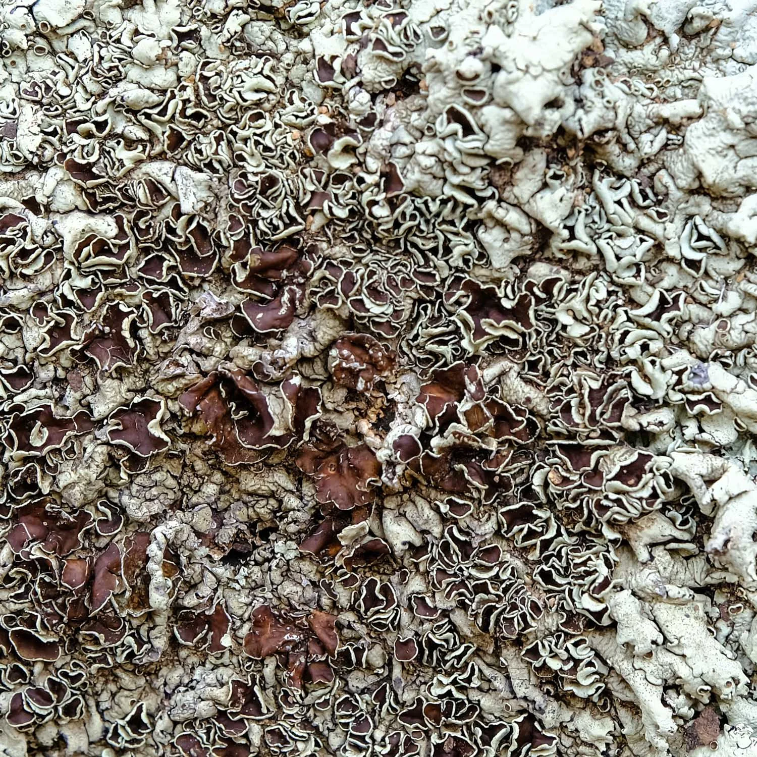 Lichen