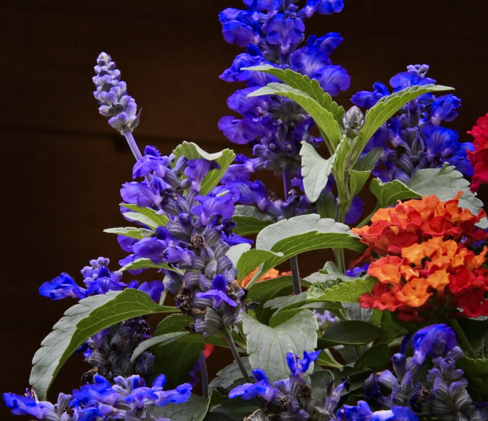 'Violet Profusion' Perennial Salvia
