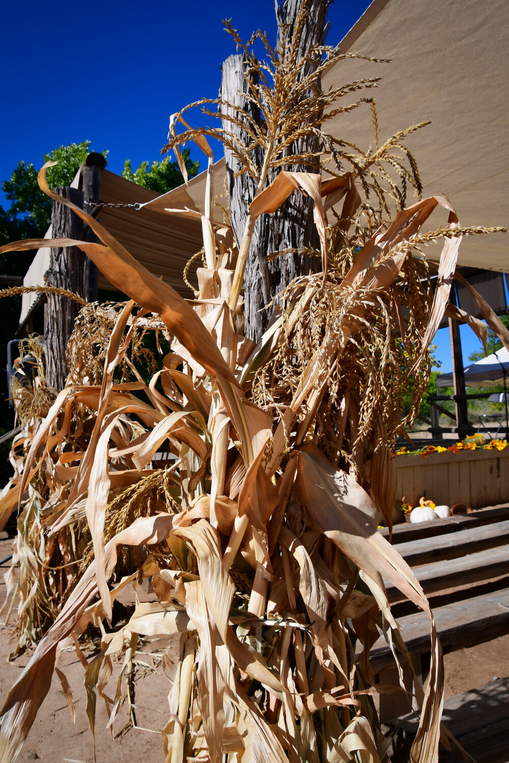 Corn Stalk and Husk Stage Decorations