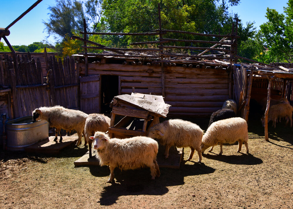 Corral with Churro Sheep