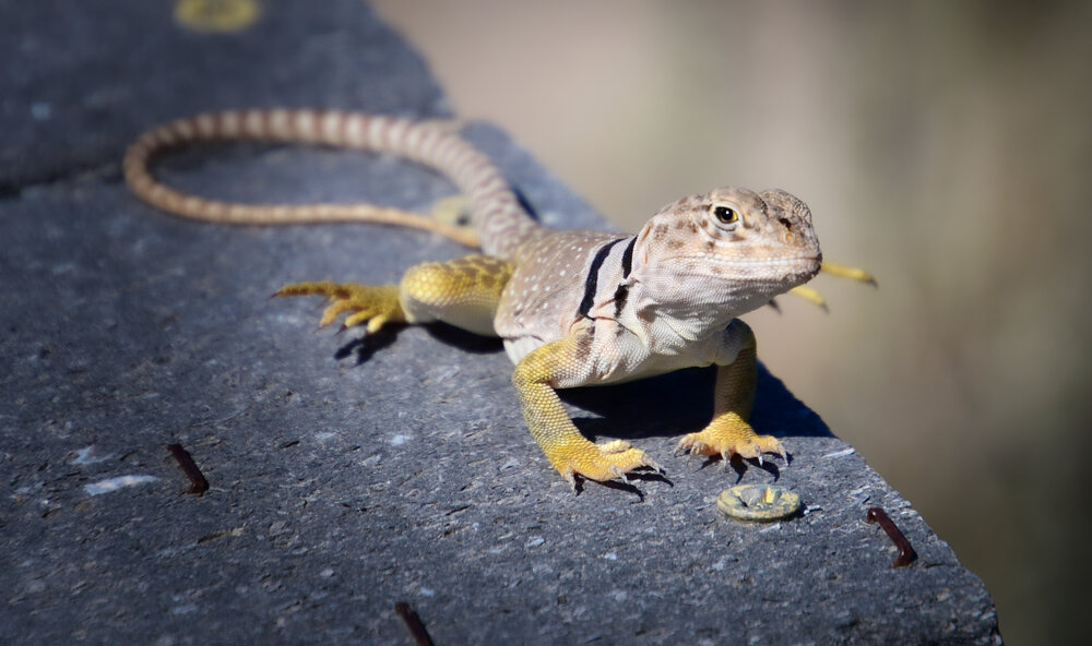 Crotaphytus collaris (Common Collared Lizard)