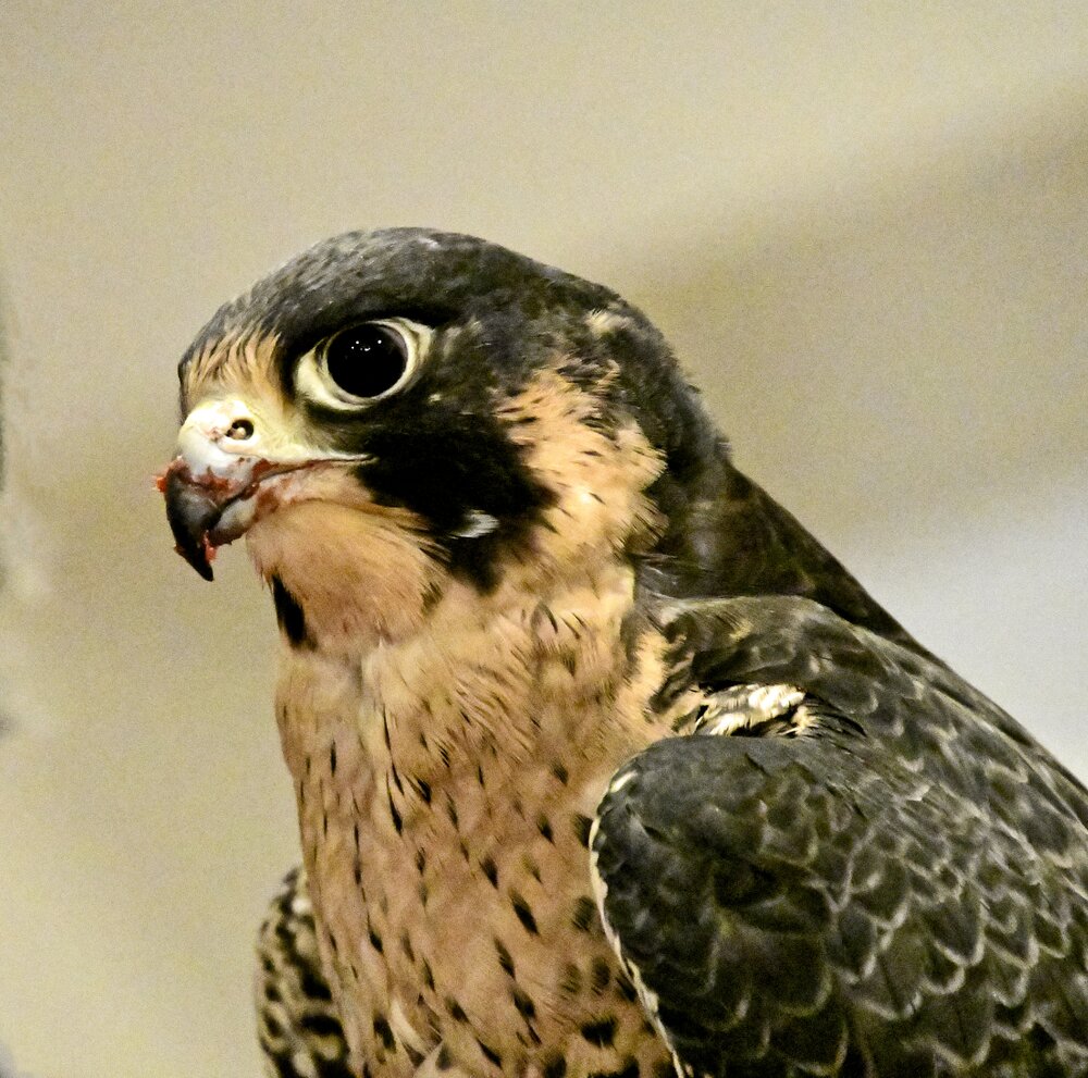 Matthew Mitchell's Peregrine Falcon