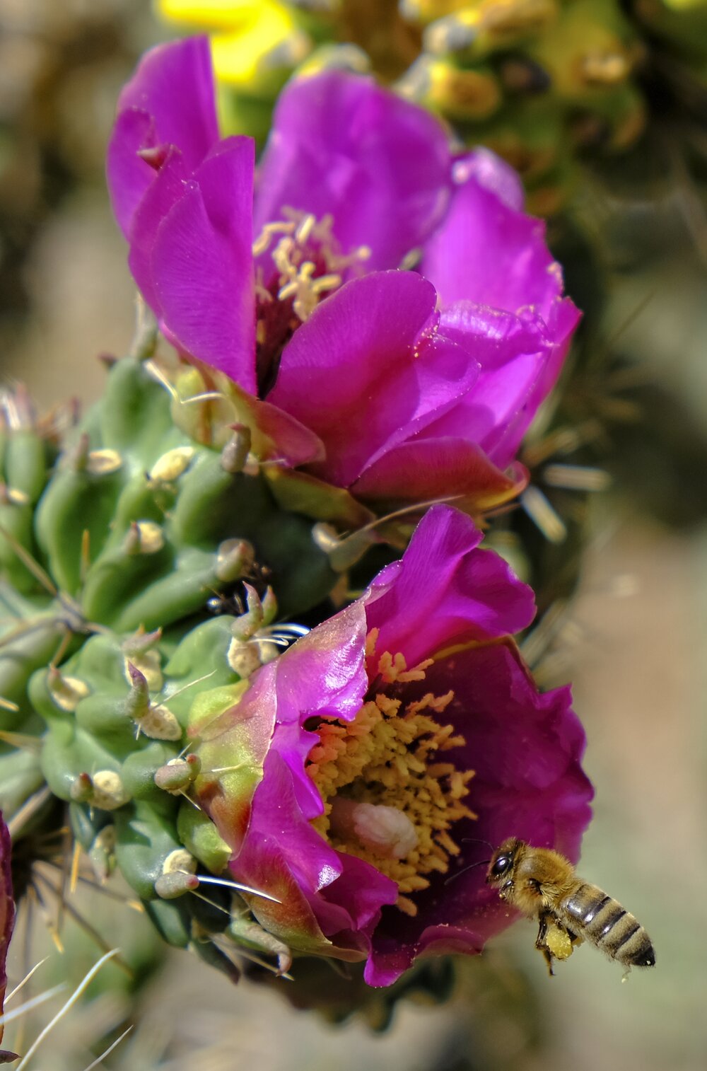 Cane Cholla Cactus Flower and Honey Bee