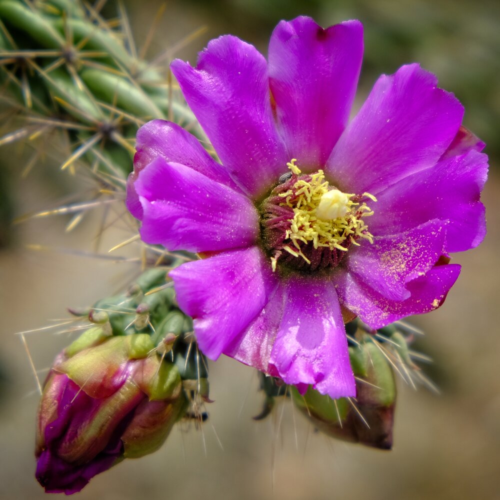 Cane Cholla Cactus Flower