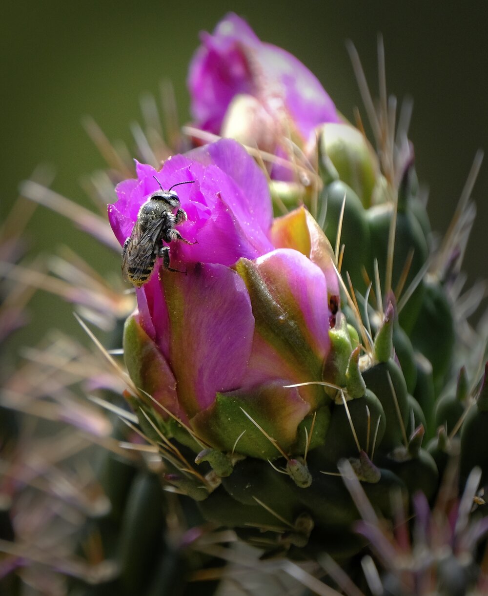 Cane Cholla Cactus Flower and Carpenter Bee