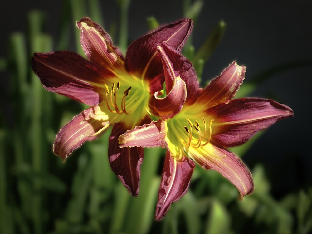 Wine Delight Daylily