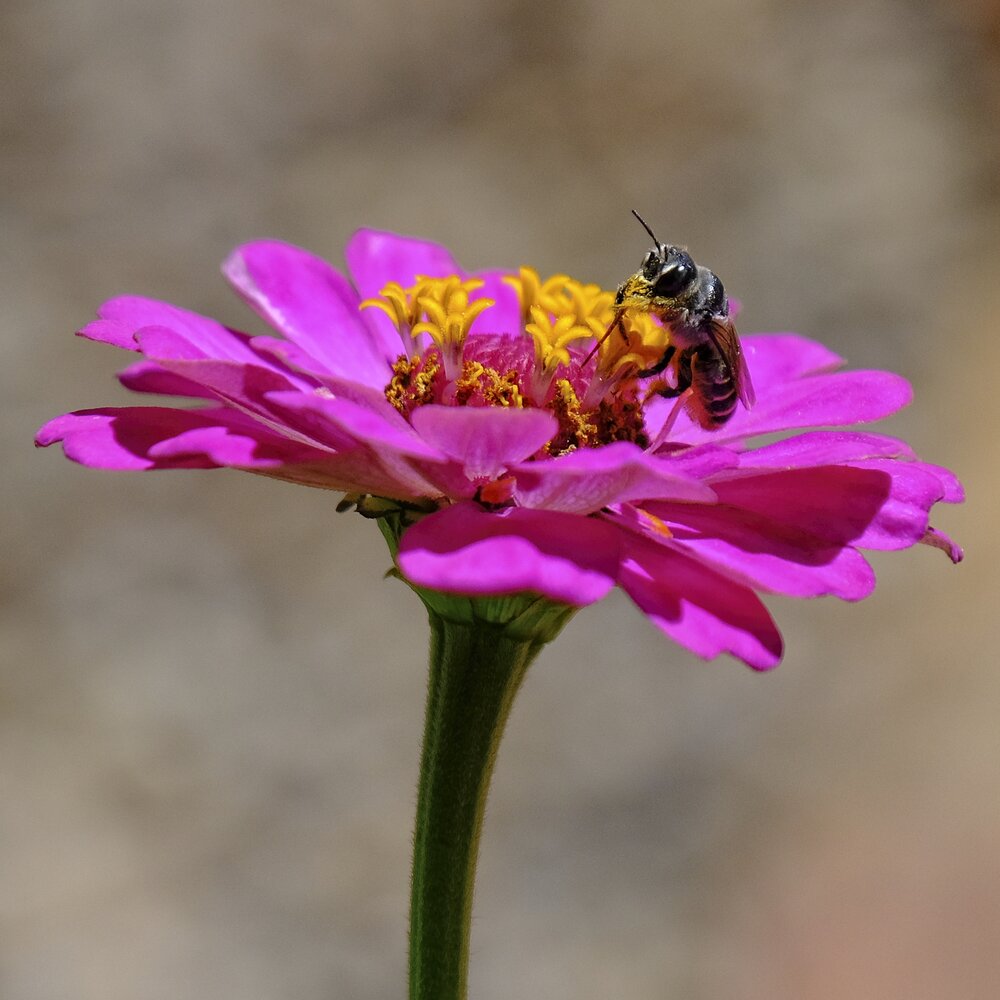 Native Bee on Zinnia