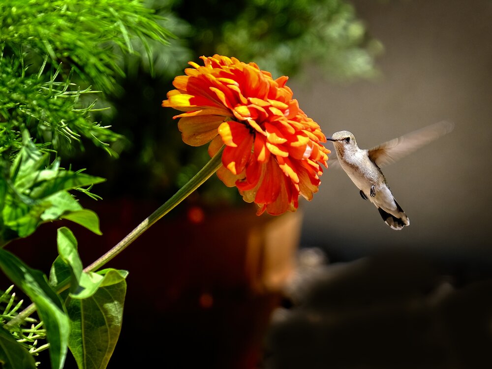Hummingbird at Zinnia