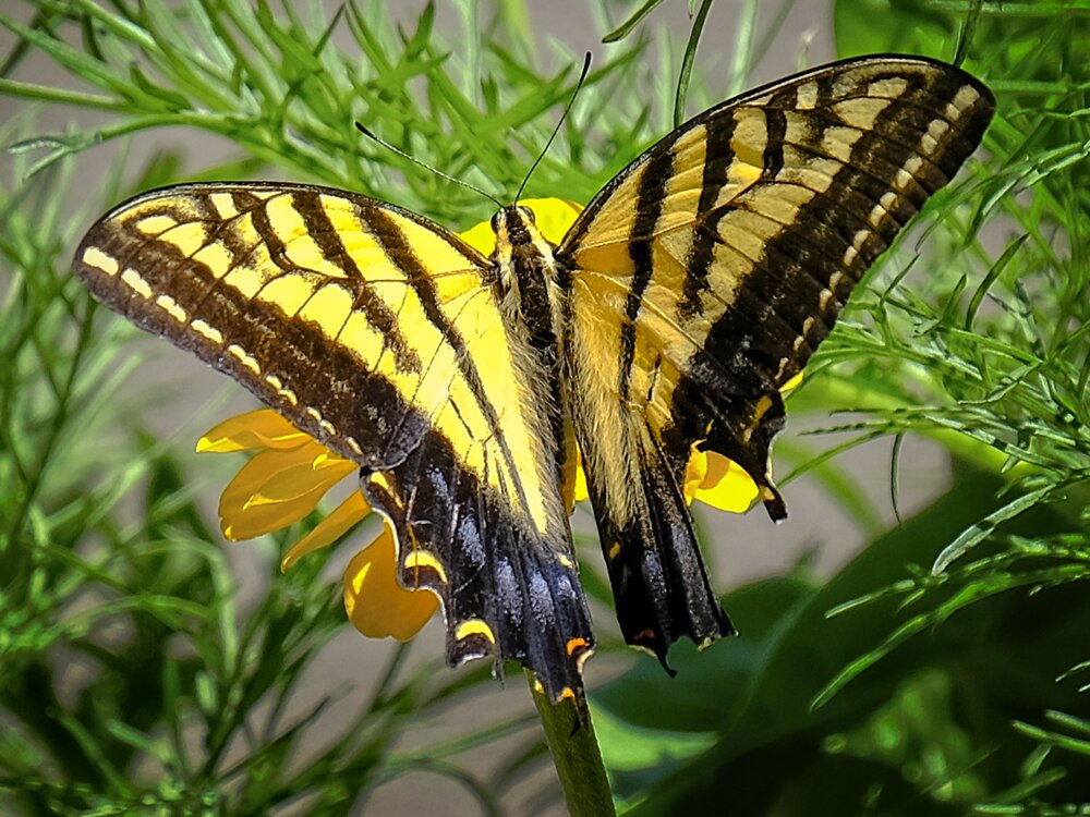 Western Tiger Swallowtail Butterfly on Zinnia