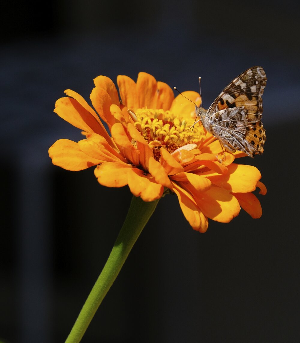 Painted Lady Butterfly on Zinnia