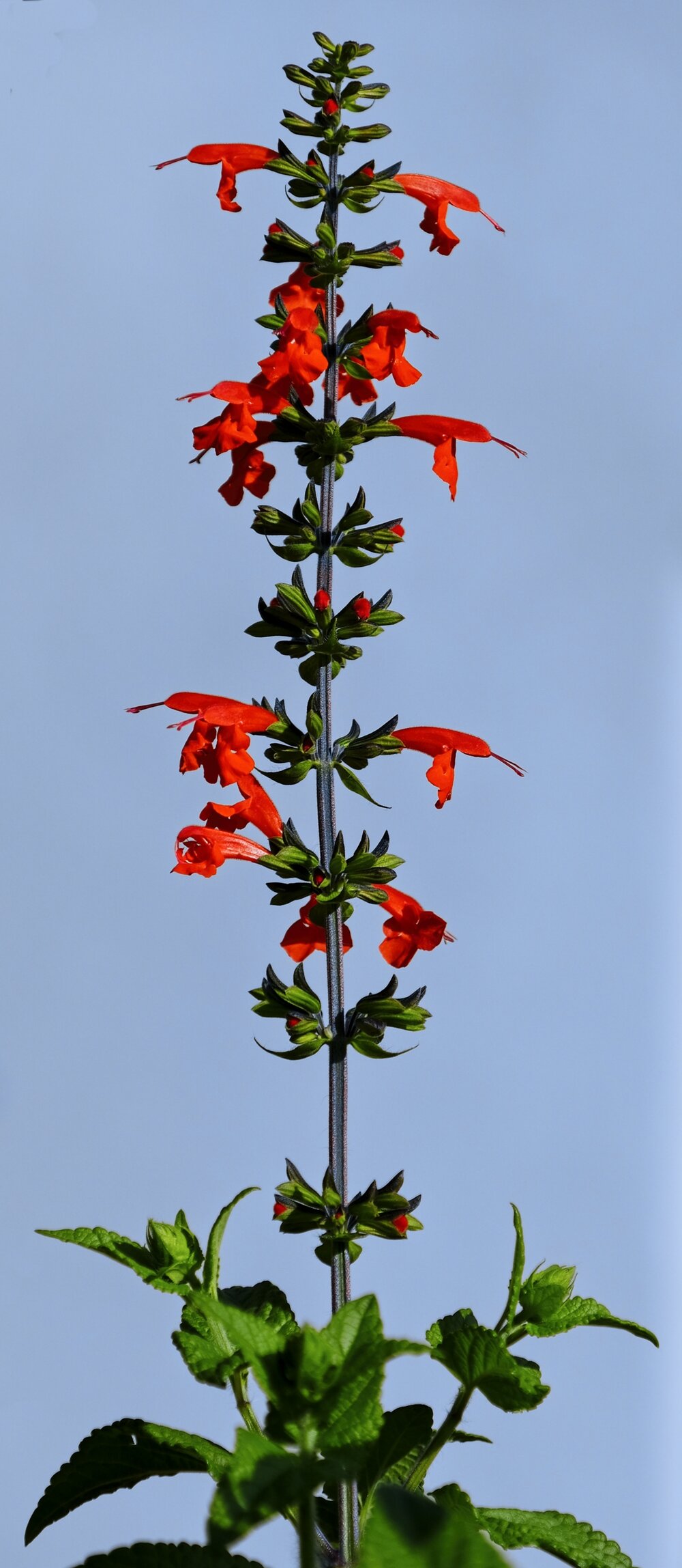 Scarlet Red Sage (Salvia coccinea)