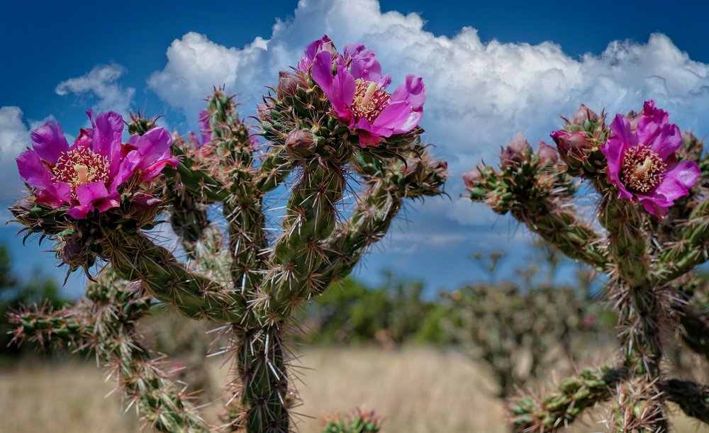 Cholla in Bloom